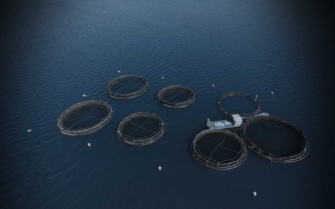 Oceanpick First in South Asia to Earn BAP Certification for Offshore Farming
